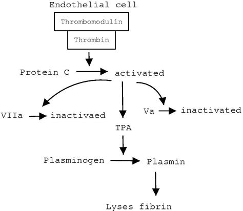 Index of /Release3.0/Images/static_web_tinyimagesdataset/f/fibrinolysis