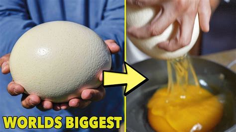 I Bought The BIGGEST Egg In The WORLD... and ate it ($100 Ostrich Egg) - YouTube