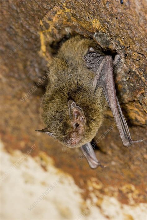 Eastern Cave Bat - Stock Image - C013/8265 - Science Photo Library