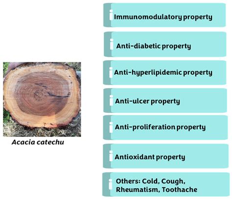 Plants | Free Full-Text | Acacia catechu (L.f.) Willd.: A Review on Bioactive Compounds and ...