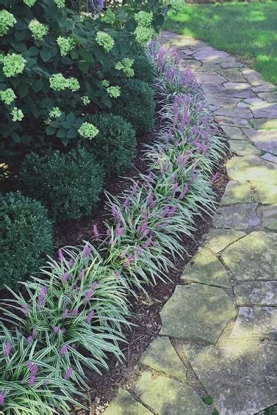 Wilson Bros Gardens · Silvery Sunproof Liriope. See all the pictures, and get more details here ...