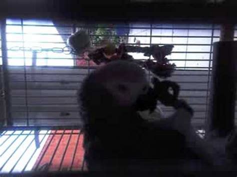 Lucy my african grey parrot - Animal Noises! Funny - YouTube