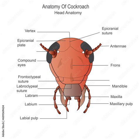 Cockroach anatomy, head anatomy. Biological illustration. Labelled ...