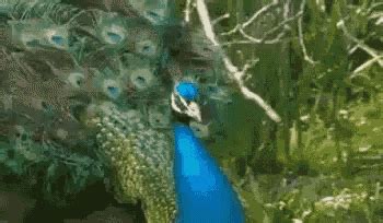 Peacock Dancing GIF - Peacock Dancing - Discover & Share GIFs