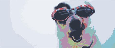 Dog on Sunglasses, (2560X1080) : r/wallpaper