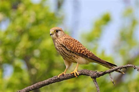 Kestrel | Bird Identification Guide | Bird Spot