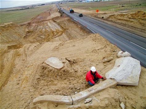 Whale fossil bonanza in desert poses mystery