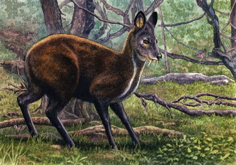 Siberian Musk Deer by WillemSvdMerwe on DeviantArt | Deer, Siberian ...