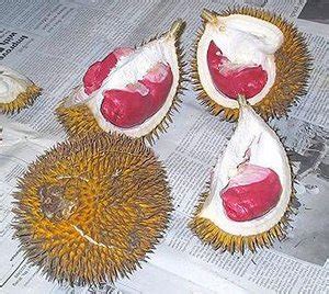 Buah Langka, Durian Buahnya Merah hanya ada di kalimantan | ID.Tips Modem