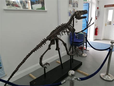 Utahraptor - Life sized 10 foot Complete Skeleton — The Prehistoric Store