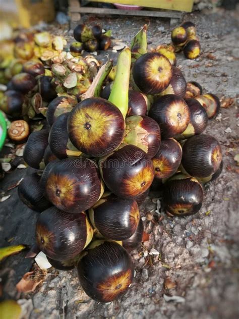 Fruit Candy Toddy Palm of Sweet and Delicious Thai Fruit King of Fruit Stock Photo - Image of ...