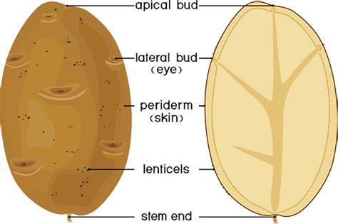 Parts Of Plant Morphology And Anatomy Of Potato Tuber Structure In Section Isolated On White ...