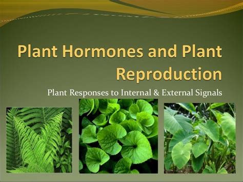 Plant hormones and plant reproduction