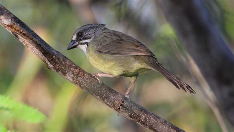 Diez aves endémicas de Cuba - Blog de Viaje por Cuba