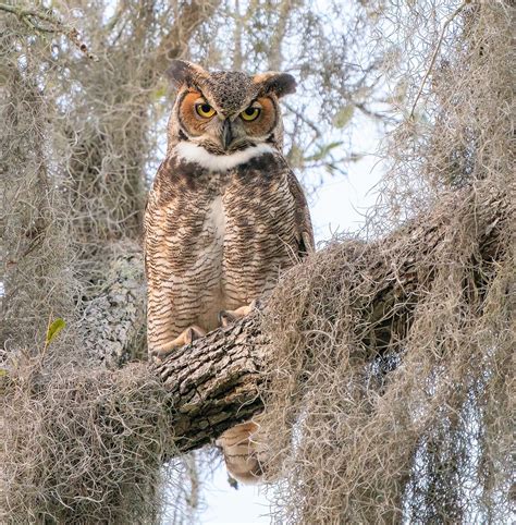 Great Horned Owl in Florida (Explored, January 4, 2022) | Flickr