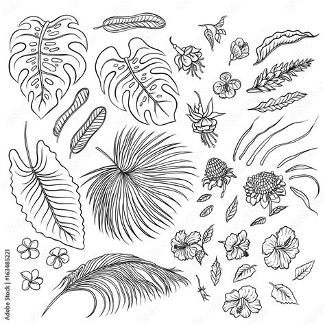 Rainforest Plants Drawings