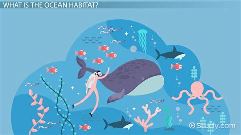 Evolution de l 'habitat