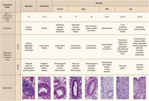 Histology Of The Human Endometrium During The Normal Cycle