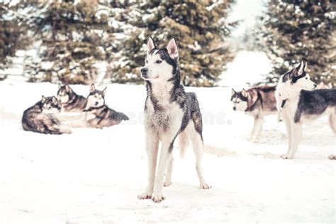 108 Huskies Pack Stock Photos - Free & Royalty-Free Stock Photos from Dreamstime