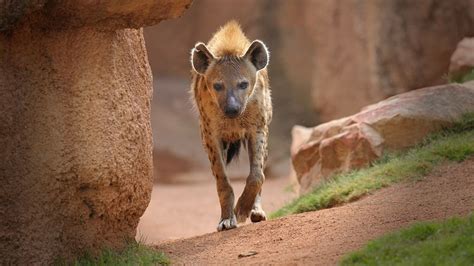 Spotted Hyena Facts, Mating, Habitat, Skull, Adaptations, Diet