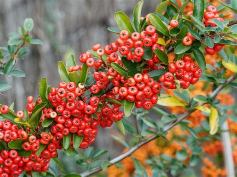 Ognik szkarłatny (Pyracantha coccinea) - opis, wygląd, wymagania, uprawa i pielęgnacja | Zielony ...