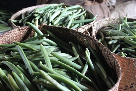 Freshly picked vanilla beans. During harvest season, which begins in... | Download Scientific ...