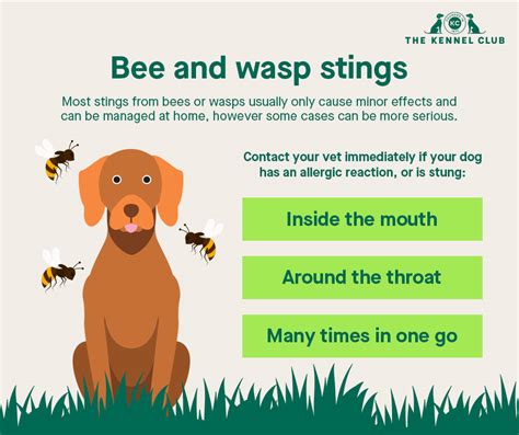 How To Treat A Wasp Sting On A Dog - Pest Phobia