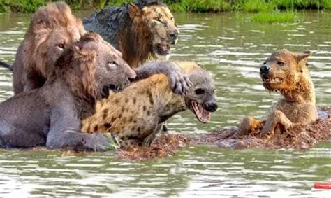 Big battle between Lion vs Hyena Fight! Animals Fighting For Foods Hyenas, Wild dog – Attack of Anim