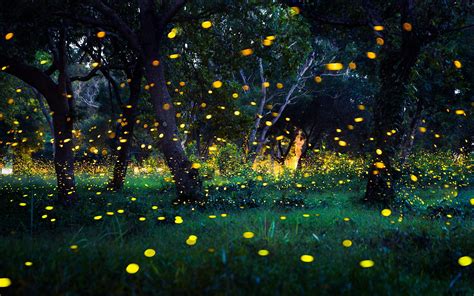 From Forests To Beaches: 6 Places In India Where You Can Witness The Phenomenon Of Glow In The ...