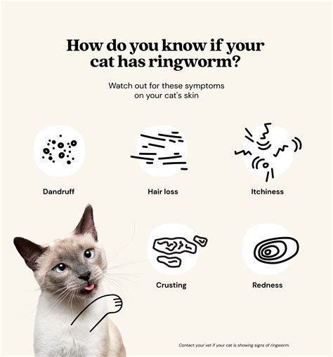 Ringworm in cats: symptoms and treatment