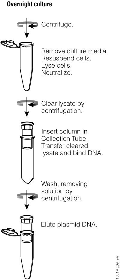 DNA Purification