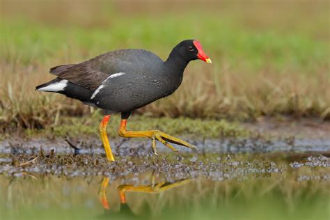 Hawaiian Gallinule / 'Alae 'ula / Common Gallinule (Gallin… | Flickr