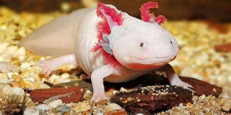 Axolotl Science For Kids, 45% OFF | saratov.myhistorypark.ru