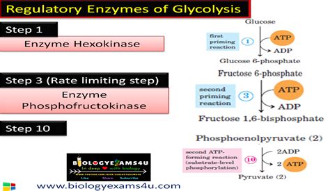 3 Regulatory Enzymes and rate limiting step of Glycolysis