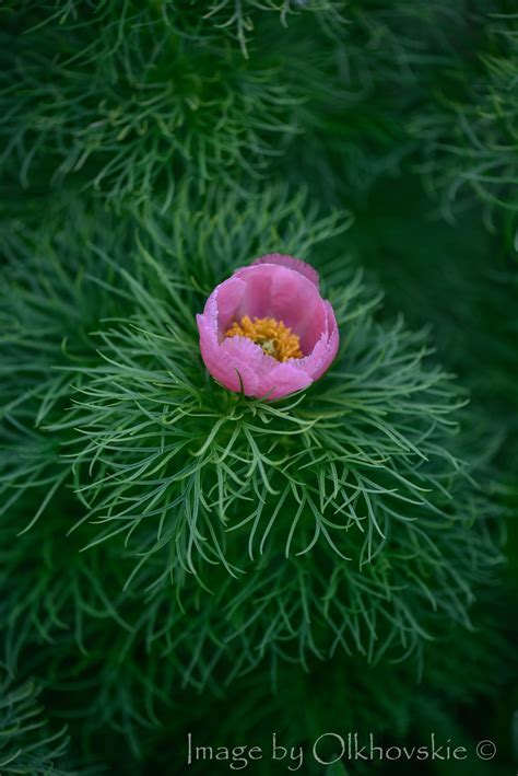 Peony seeds