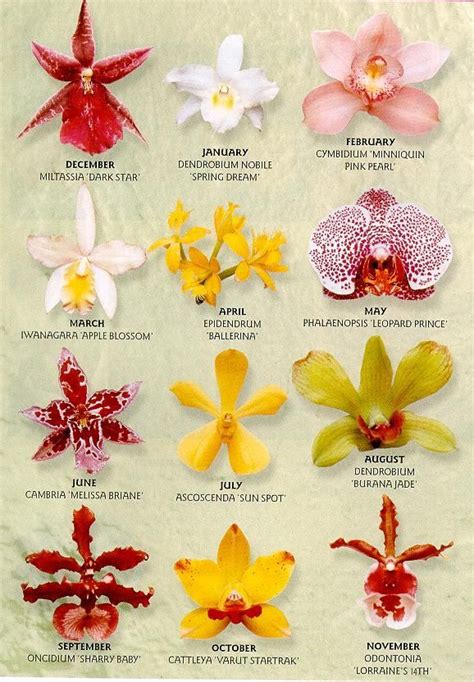 Different Types Of Orchids With Names | Orchid Flowers