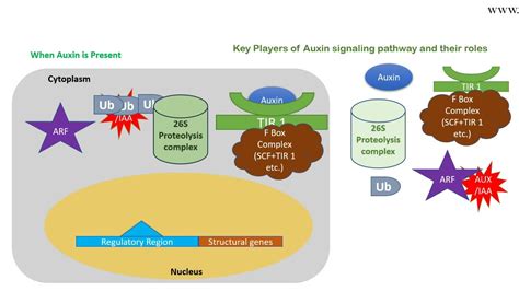 Auxin signaling pathway (animation) - YouTube