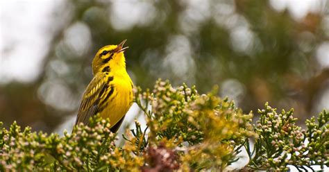 New Jersey Seasonal Natural Events | The Nature Conservancy