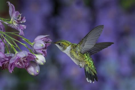 Download Animal Hummingbird HD Wallpaper