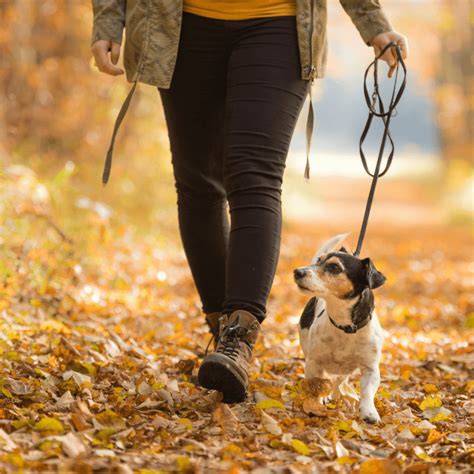 Fall Dog Walking Tips - DGP For Pets