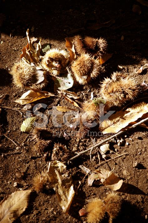 Castagne Di Bosco Stock Photo | Royalty-Free | FreeImages