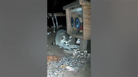 Opossum and raccoon fighting over peanuts. #animal #raccoon #nature ...