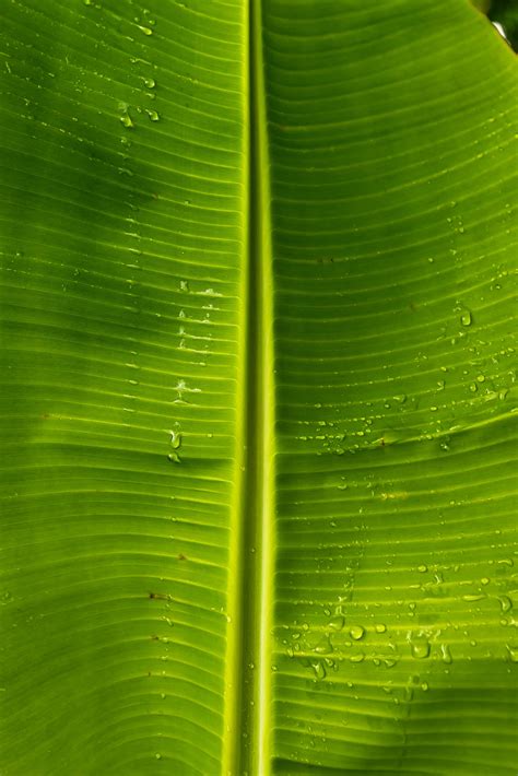 Download Banana Leaf Background | Wallpapers.com