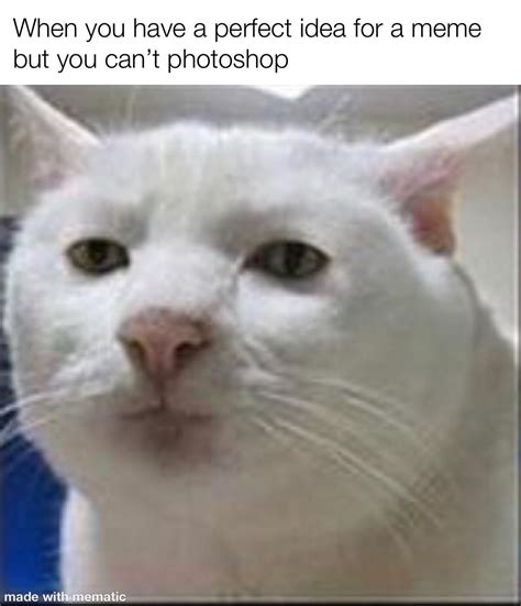 Nice cat : r/memes