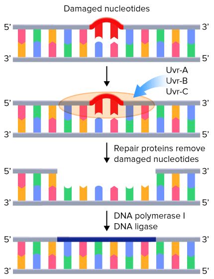 What Is an Example of a Neutral Mutation - Reece-has-Ferrell