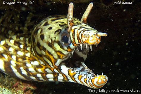 HAWAIIAN REEF FISH IDENTIFICATION – Terry Lilley's Underwater 2 Web