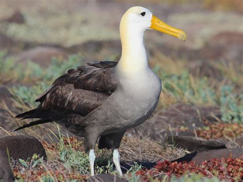 Albatros de Galápagos - eBird