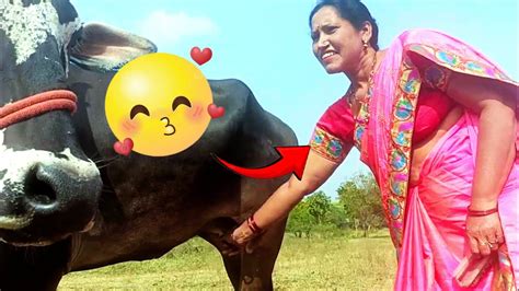 Cow method prepare for milking try 🥰@RGJ24 - YouTube