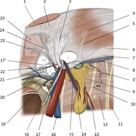 8 Anatomical basis of the myopectineal orifice (Fruchaud) or inner ...