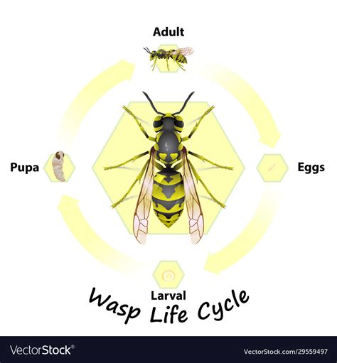 Wasp life cycle Royalty Free Vector Image - VectorStock